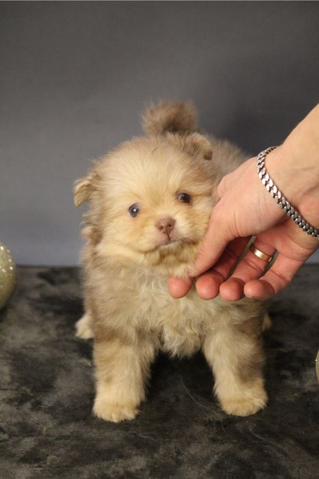 На бронь хлопчик шпиц , резервируем