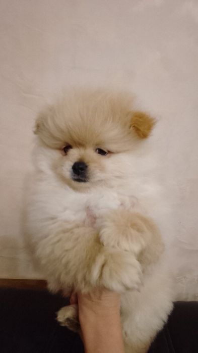 Чистокровні шпіценята