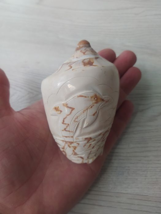 Мушлі в акваріум