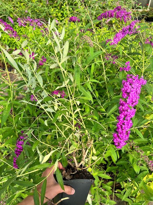 Budleja Dawida 'Royal Red' (Buddleja davidii) Doniczka 2.0L