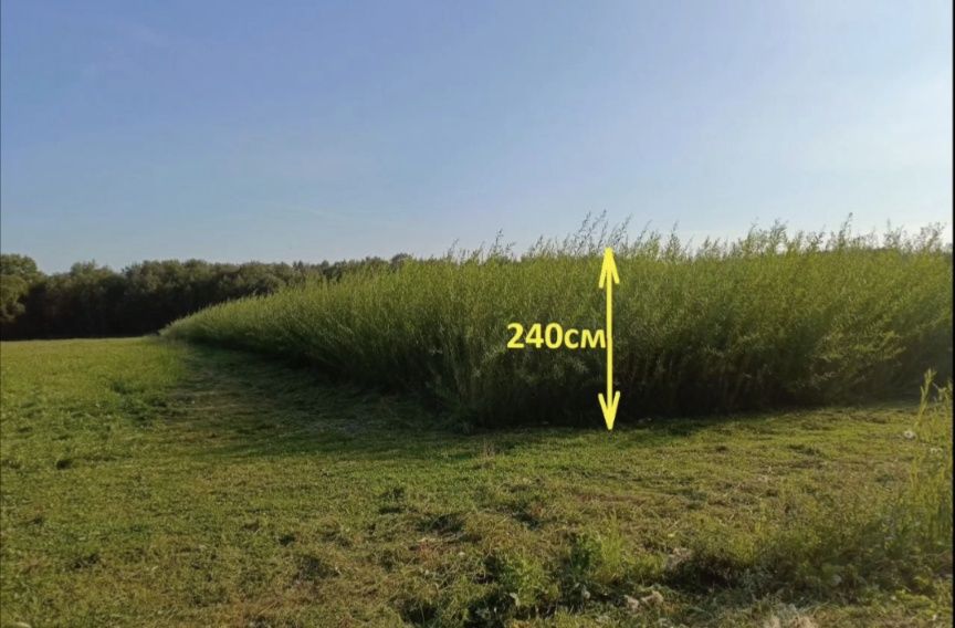 Енергетична верба живці лоза для живопдоту ива