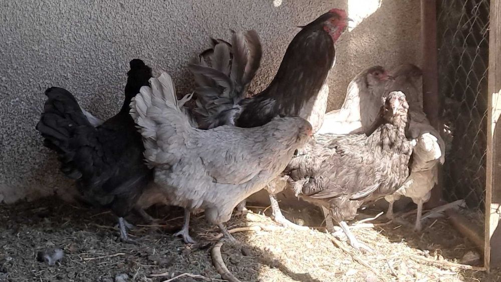 Амераукана інкубаційні яйця, курчата під замовлення