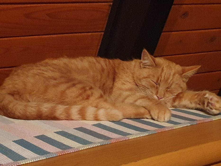 Brda Perełka Drewniany Domek w Bieszczadach