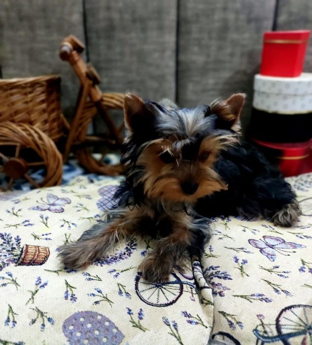 Красуня шукає найкращу родину.усі щеплення за віком..Сказ.Мікр чіп