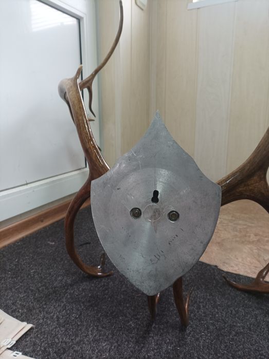 Рога северного оленя