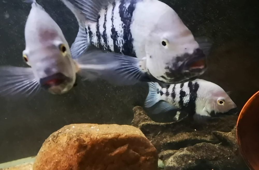 Pielęgnica Astatheros macracanthus