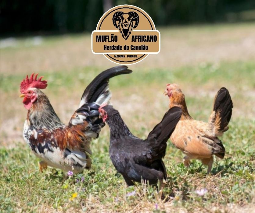 Casais de Cocos, Coquichos ou Garnizes