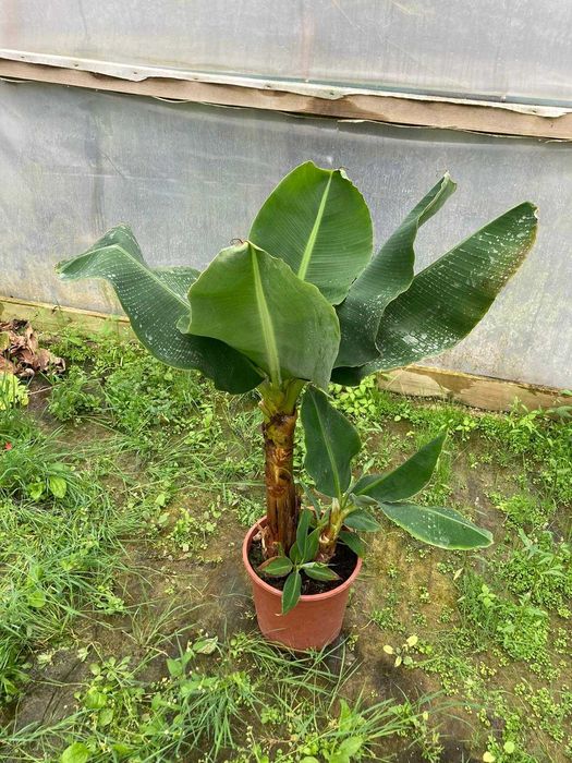 BANANEIRAS (Musa Basjoo)