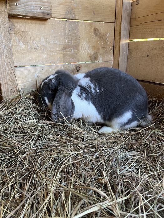 Sprzedam królika baran francuski