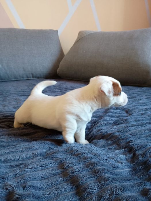 Jack Russell terrier Szczeniak