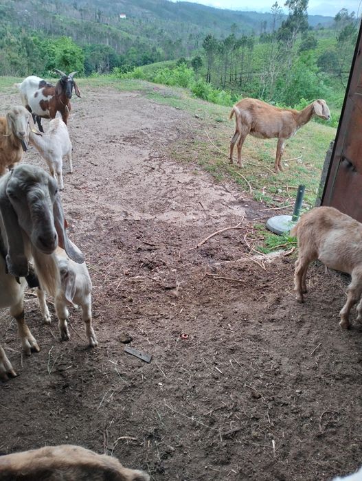 Vendo cabras Anglo-Nubianas