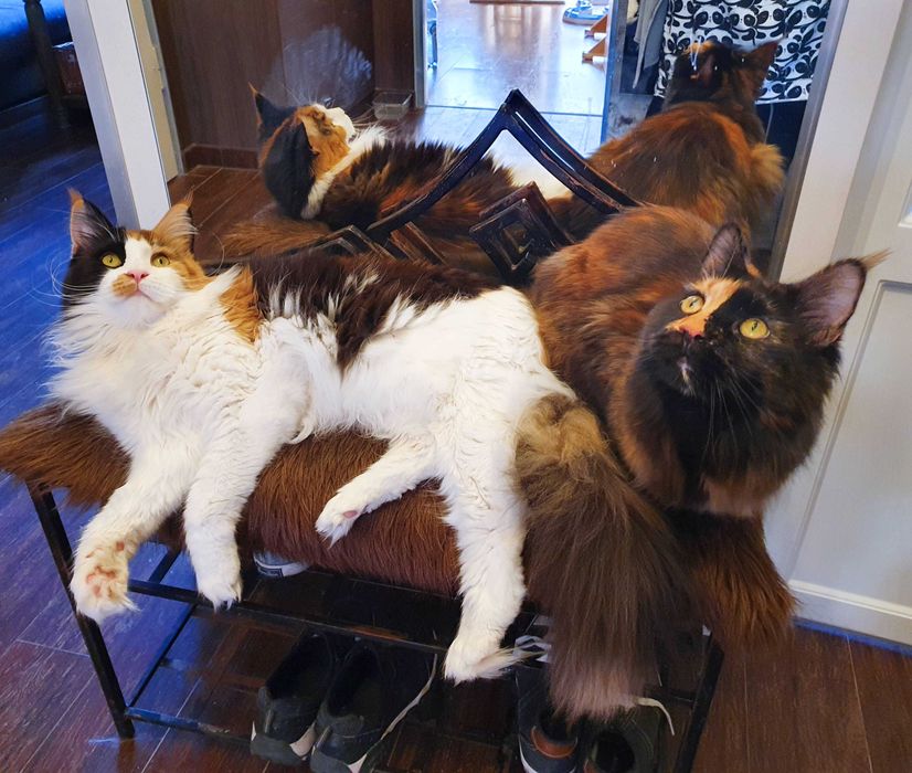 Angielski lekcje konwersacyjnie korepetycje