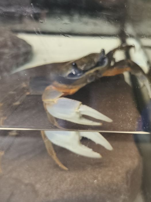 Krab tęczowy,krab