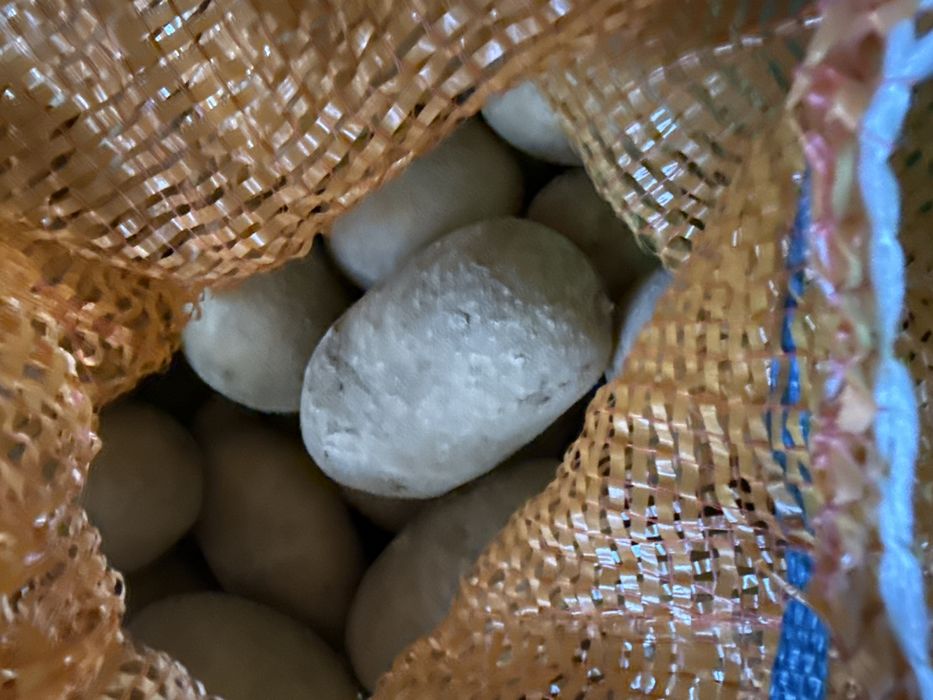 Ziemniaki jadalne sprzedam