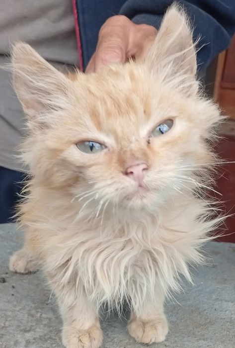 Пухнасті кошенята різних кольорів