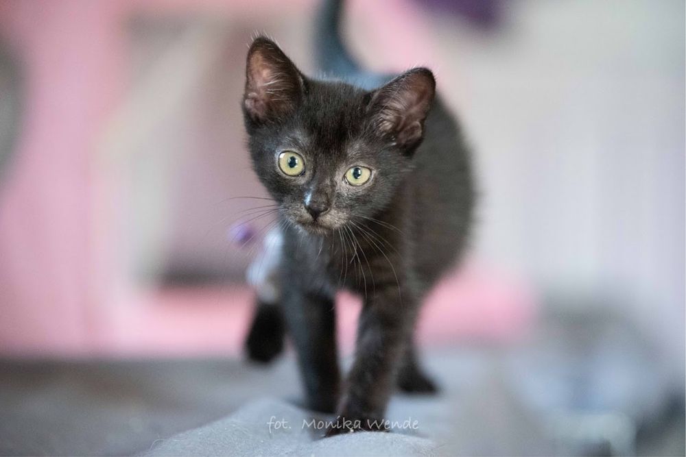 Czarne koty szukqja domu