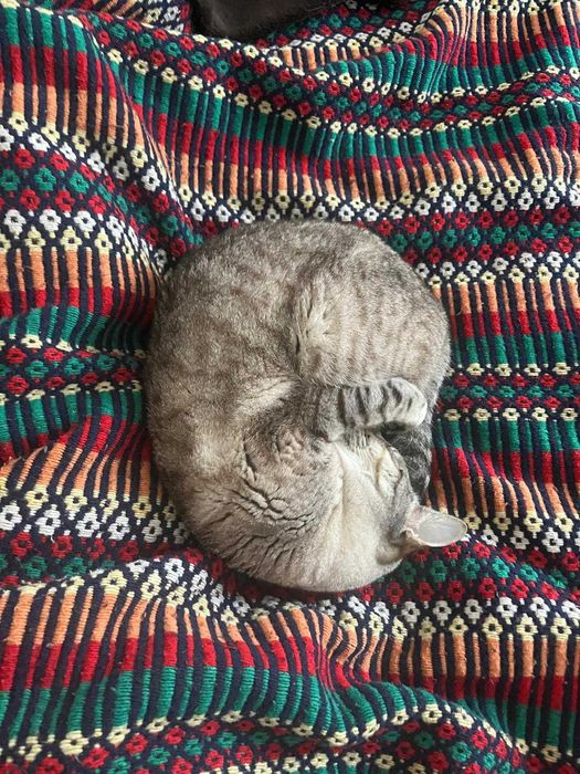 Gato para adoção - Artur