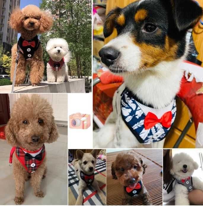 Arnês coleira para cães de raça pequena - S