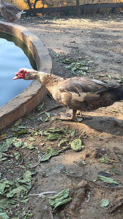 Patos Mudos para venda
