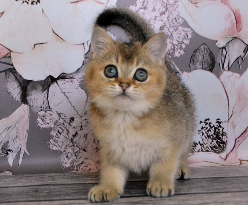 Шикарные котята золотистые шиншиллы