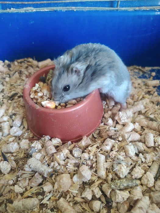 Джунгарский хомяк