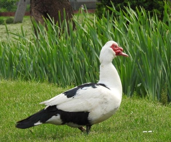 Koguty kaczki francuskie