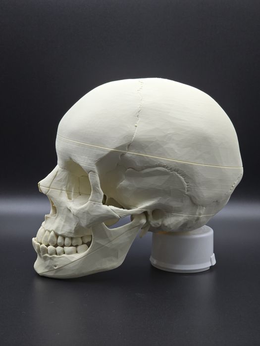 Model czaszki anatomicznej - wydruk 3D