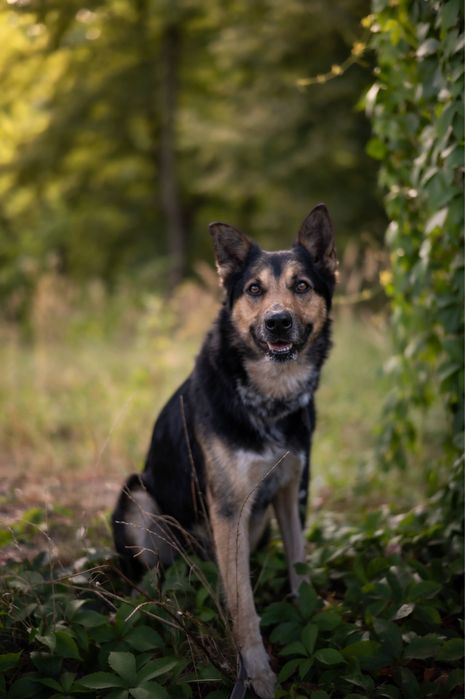 Mieszaniec owczarka Max szuka domu