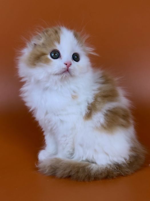 Шотландське висловухе кошеня.