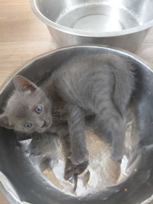 Маленький срібний котик безкоштовно