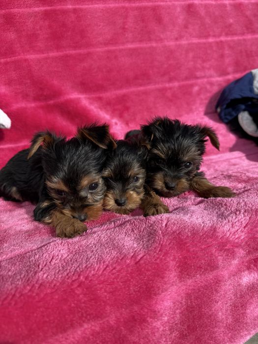 Цуценята йорк терєр