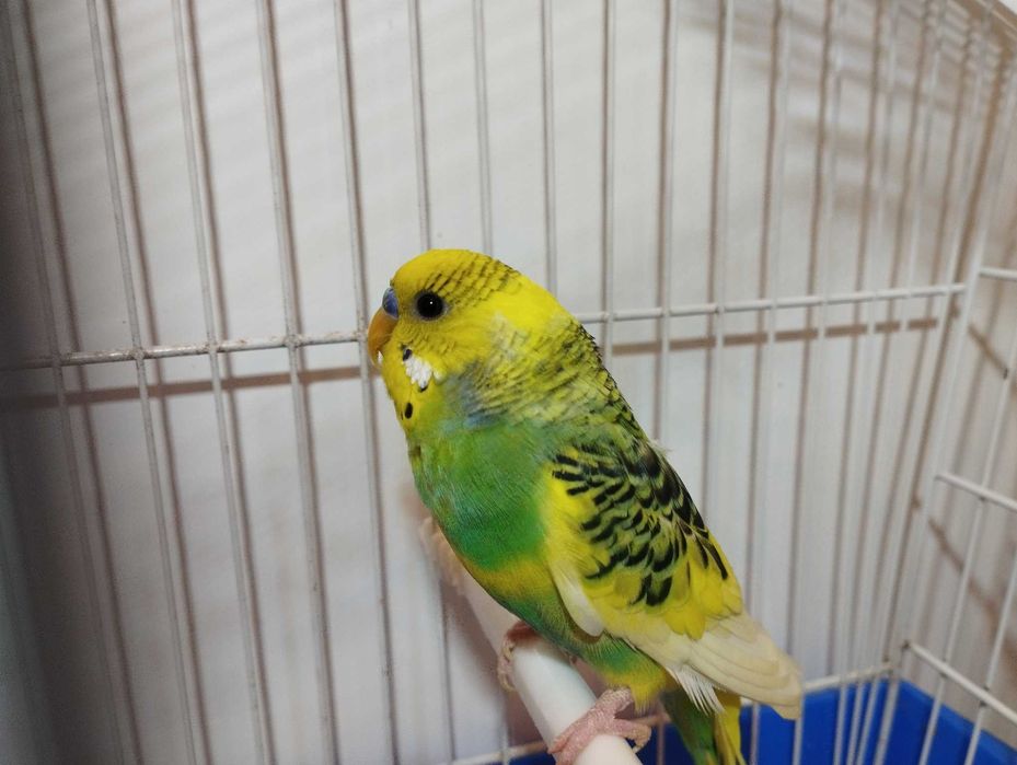 Periquitos australiano, novos