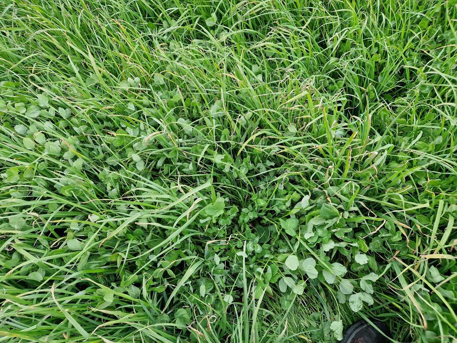 Sianokiszonka trawa z gruntów ornych z motylkowymi koniczyna lucerna