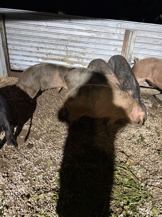 Porcas bisaras para criação