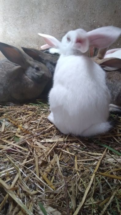 Vendo coelhos caseiros