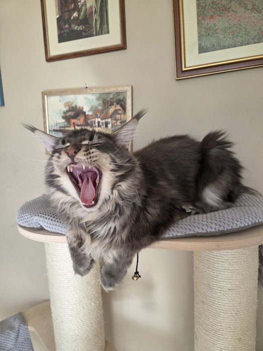 Kocurek Maine Coon
