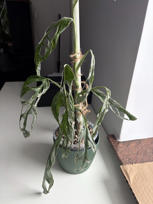 Monstera Indonesian Marble