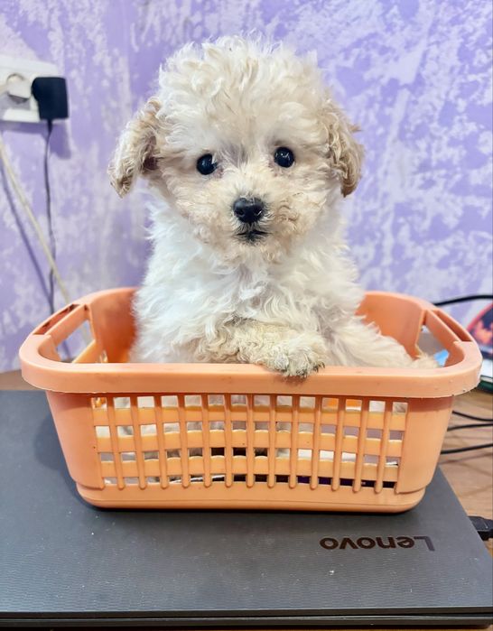 Дівчинка світленька