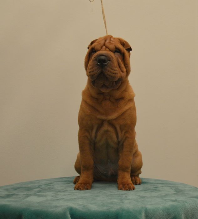Szczenię Shar Pei FCI