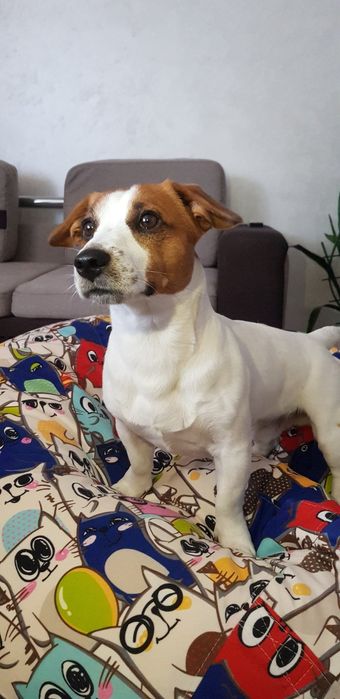 В'язка Джек Рассел Тер'єр!