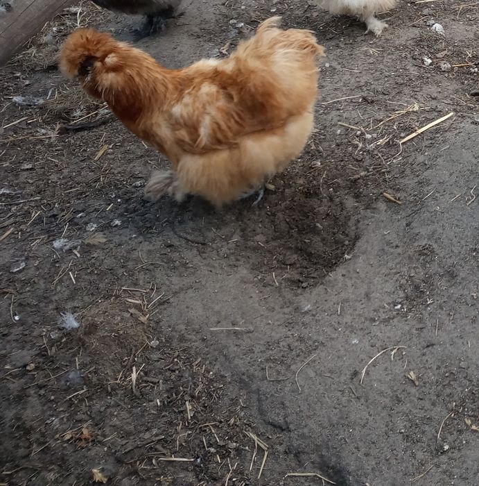 Silki, kury ozdobne,  sileczki, silka, wyandotte,  jersey giant