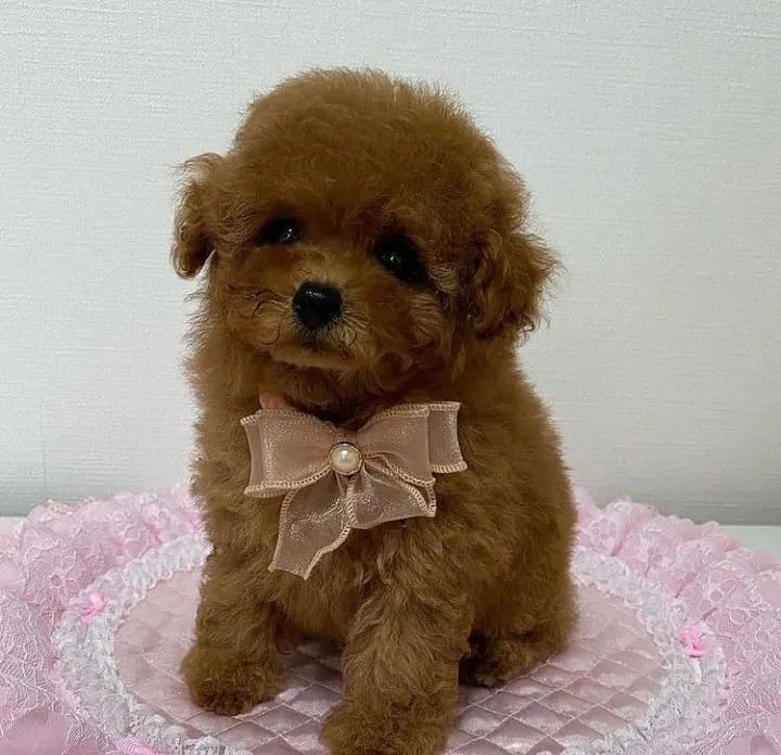 Мальтипу премиум мини с документами