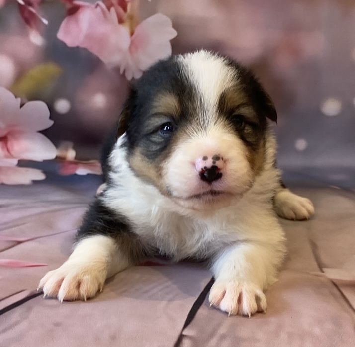 Border Collie chłopiec ARES