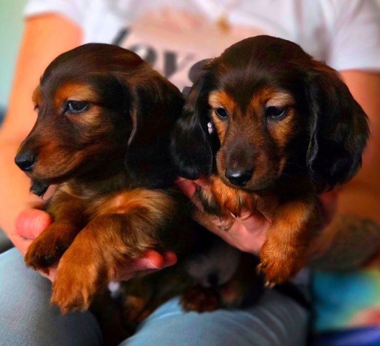 Jamnik króliczy długowłosy FCI ZkwP