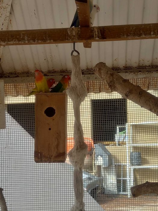 Jovem Perus à venda e muitas outras aves