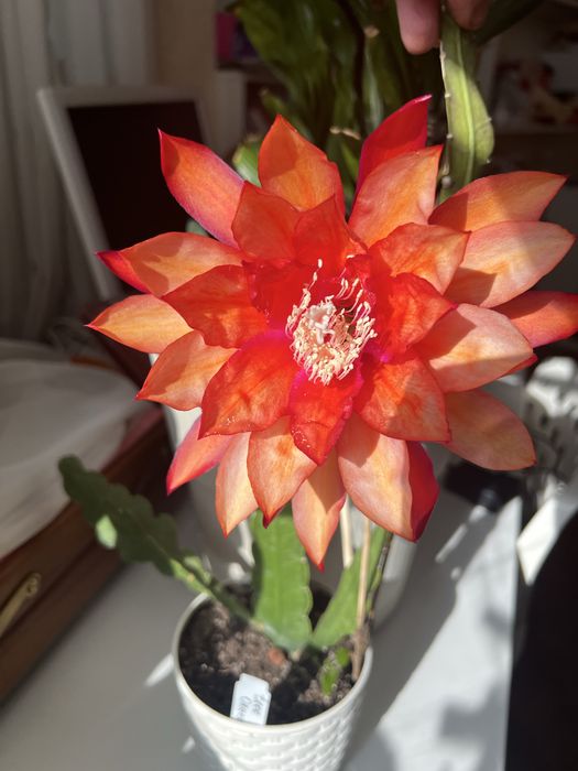 Эпифилум сортовой