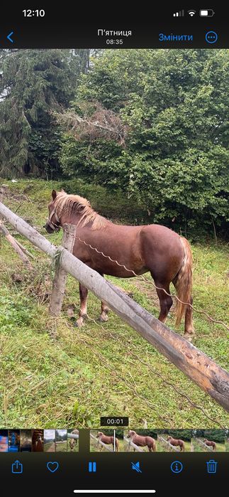 Продаю коней, жеребець і кобила