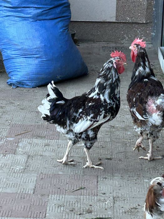 Продам молодих півників породи лівенська ситцева