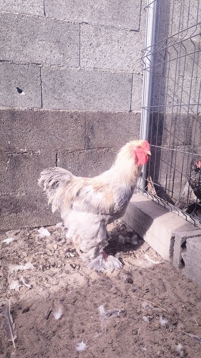 Galo Brahma Isabella