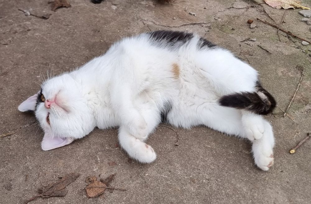 Mała Mimi szuka domu